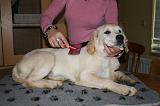 GOLDEN RETRIEVER - BROSSAGE 061